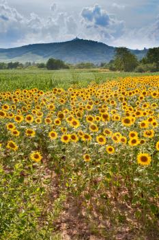 field of sunflower with Vosges Mountains background in Alsace, France