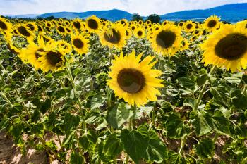 sunflower with Vosges Mountains background in Alsace, France
