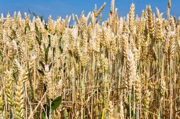 ripe wheat ears close up in field