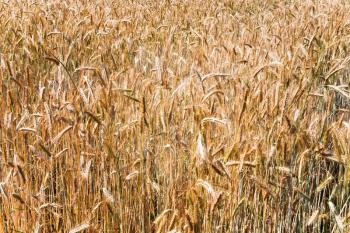 yellow ripe wheat field in summer day