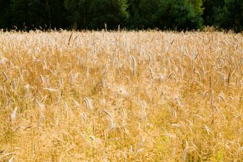 gold ripe rye ears close up in country field in Poland