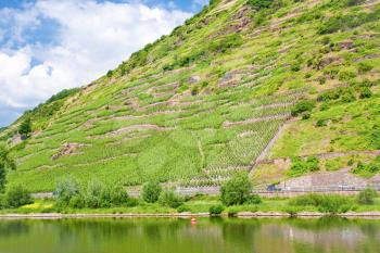 vineyards in Moselle valley on slope on mountain