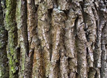 bark of old oak in autumn day close up