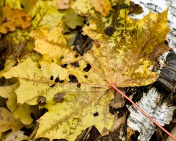 old autumn maple leaf on broken birch trunk in wet wether 