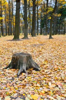 oak stumb among yellow autumn leafs in forest
