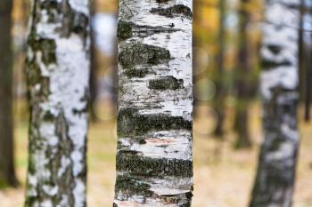 Three trunks of birches in autumn forest