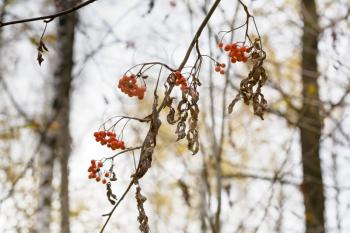 clusters of dry ash berry on tree branch with dry leafs