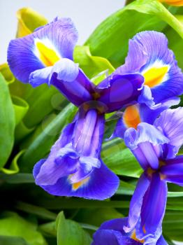 Blue iris flowers closeup