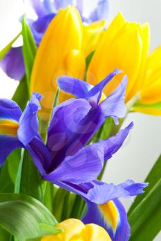 bunch of blue iris and yellow tulips closeup