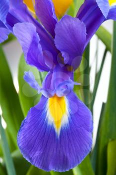 petal of Blue iris closeup