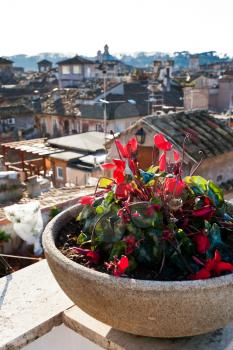 flowerpot with red flower under old district of Rome, Italy