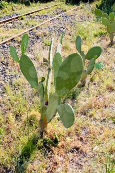 cactus near neglected old railroad in hot summer day