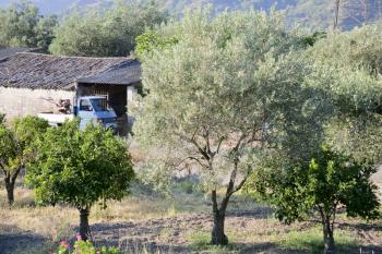 olive and citrous garden in sicilian village