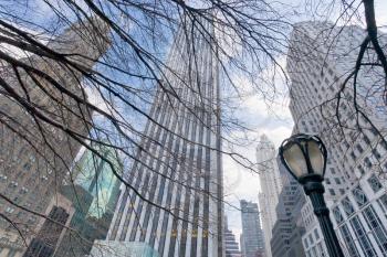 buildings and naked trees in New York