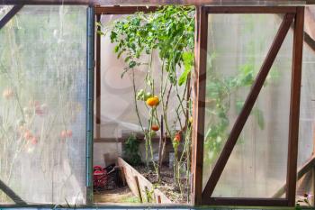open door of rural greenhouse with tomato plant