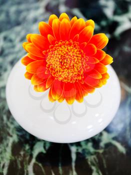 orange gerbera flower in white ceramic vase on stone table