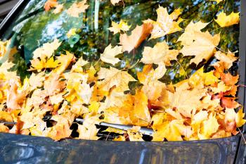 Fallen autumn leaves on blue car windshield