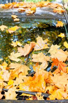 many fallen autumn leaves on car windshield