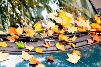 Fallen autumn leaves on car hood