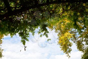 crowns of trees with green and yellow autumn leaves and blue sky with white clouds