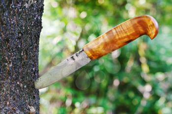hunting knife stuck in tree in forest