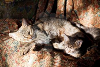sleeping cat with kittens on old sofa