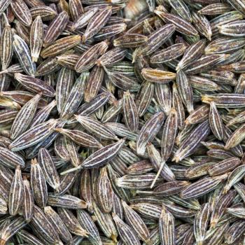background from dried cumin close up