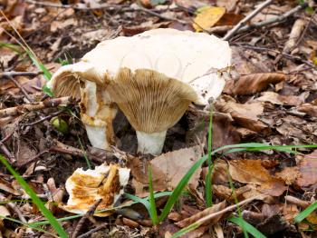 russula delica (milk-white brittlegil) mushroom in autumn litter