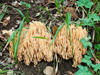 ramaria stricta (strict-branch coral) mushrooms in autumn litter
