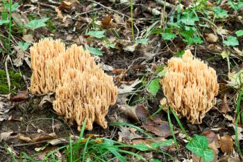 ramaria stricta (trict-branch coral) mushrooms in autumn litter
