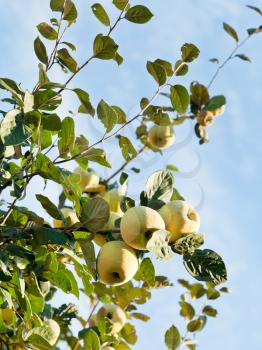 ripe fruits of apple quince on tree in autumn