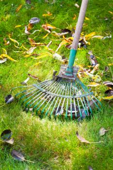 cleaning green lawn from dead leaves by rake