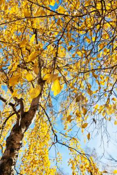 birch tree with yellow leaves in sunny autumn day
