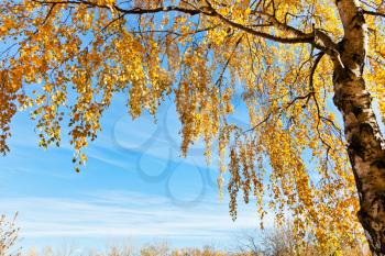 birch tree with yellow leaves with blue sky in sunny autumn day