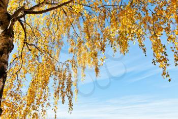 birch tree with yellow leaves in sunny autumn day with blue sky background