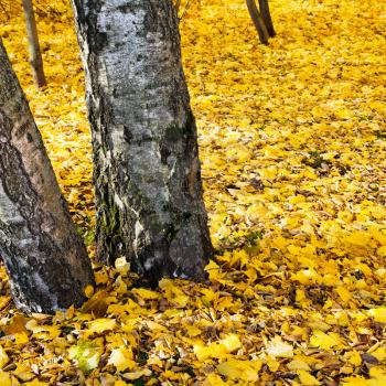 yellow leaf litter under birch trees in autumn day