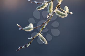 willow catkins on twig close up in spring evening