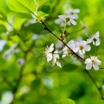 white spring blossoms on twig with green foliage background