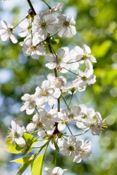 twig with white spring blossoms in sunny day