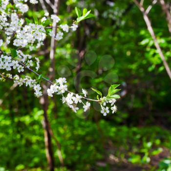 white flowers on twig in spring forest