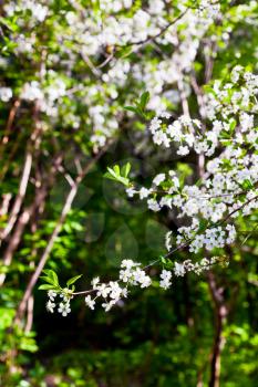 white blossom tree in spring forest