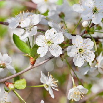 white cherry blossoms in spring close up