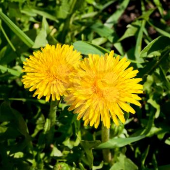 yellow dandelion flowers on green meadow close up