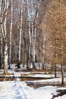 snow path in birch forest in early spring