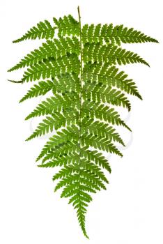 fresh fern leaf isolated on white background