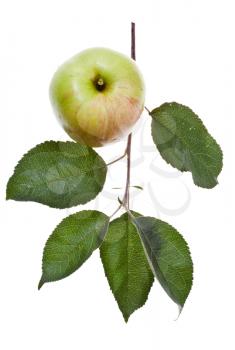 apple tree branch with green leaves and fresh apple isolated on white background