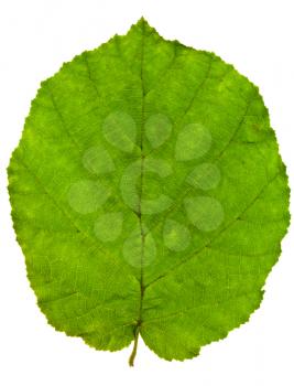 green leaf of hazel close up isolated on white background