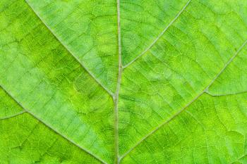 macro view of back side of hazel green leaf