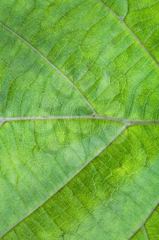 background from back side of hazel green leaf