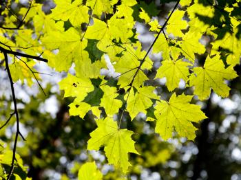 green maple foliage in sunlight in early autumn forest